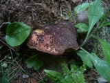 Boletus chrysenteron image