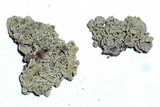 Rhizoplaca melanophthalma image