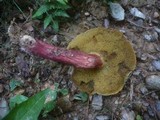 Boletus chrysenteron image