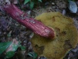 Boletus chrysenteron image