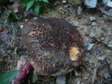 Boletus chrysenteron image