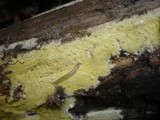 Antrodia xantha image