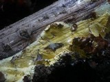 Antrodia xantha image