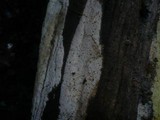 Antrodia xantha image
