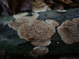 Radulomyces molaris image