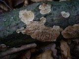 Radulomyces molaris image