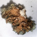 Rhizoplaca melanophthalma image