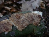 Radulomyces molaris image