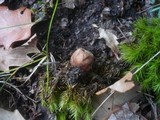 Bovista pusilliformis image