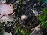 Bovista pusilliformis image