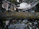 Dacrymyces minor image
