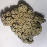Rhizoplaca peltata image
