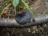 Exidia truncata image