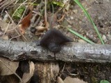 Exidia truncata image