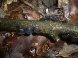 Exidia truncata image
