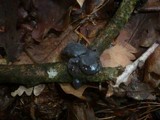 Exidia truncata image