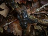 Exidia truncata image