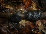 Exidia truncata image