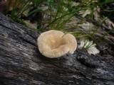 Panus neostrigosus image
