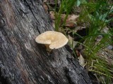 Panus neostrigosus image