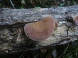 Panus neostrigosus image