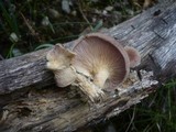Lentinus strigosus image