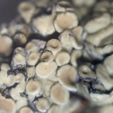 Rhizoplaca peltata image