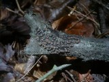 Melogramma campylosporum image