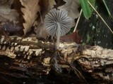 Mycena leptocephala image