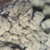 Rhizoplaca peltata image