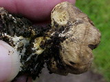 Scleroderma areolatum image