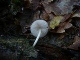 Pluteus plautus image
