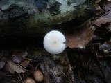 Pluteus plautus image