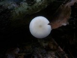Pluteus plautus image