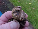 Scleroderma areolatum image