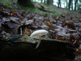Pluteus plautus image