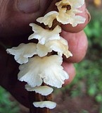 Lentinus copulatus image