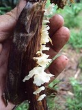 Lentinus copulatus image