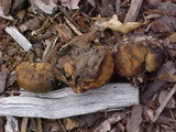 Scleroderma areolatum image