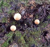 Lycogala epidendrum image