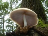 Volvariella bombycina image