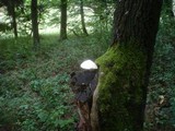 Volvariella bombycina image
