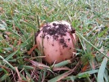 Amanita sect. Vaginatae image