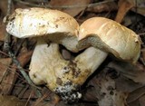 Tylopilus peralbidus image