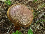 Boletus chrysenteron image