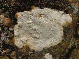 Diploschistes scruposus image