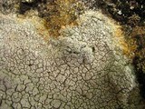 Diploschistes scruposus image