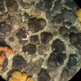 Acarospora badiofusca image