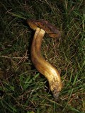 Phylloporus arenicola image