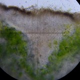 Acarospora badiofusca image
